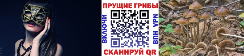 Галлюциногенные грибы Cubensis  сколько стоит  Красный Кут 